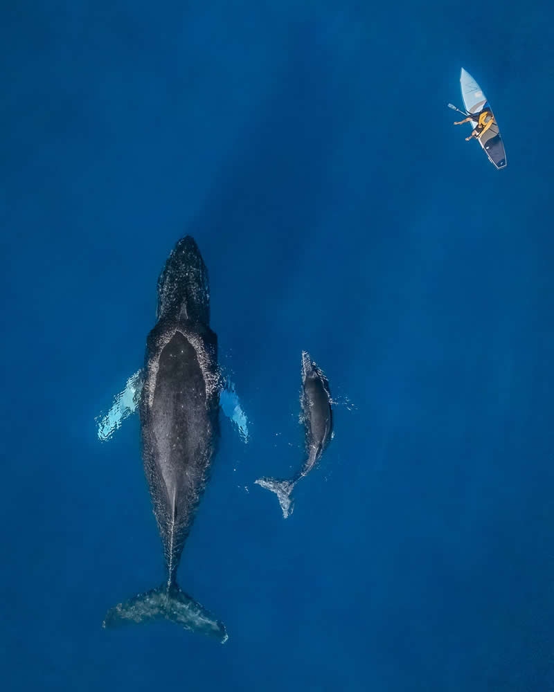 11 Incredible Marine Wildlife Photos That Won the 2026 Ocean Conservancy Contest 24 Photo by Bill Ehman - 2026 Ocean Conservancy Photo Contest Winners