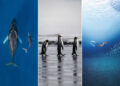 11 Incredible Marine Wildlife Photos That Won the 2026 Ocean Conservancy Contest 52 2026 Ocean Conservancy Contest Winners