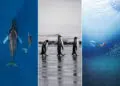 11 Incredible Marine Wildlife Photos That Won the 2026 Ocean Conservancy Contest 63 2026 Ocean Conservancy Contest Winners