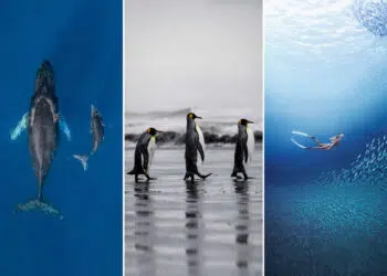 11 Incredible Marine Wildlife Photos That Won the 2026 Ocean Conservancy Contest 54 2026 Ocean Conservancy Contest Winners