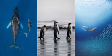 2026 Ocean Conservancy Contest Winners