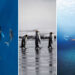 2026 Ocean Conservancy Contest Winners