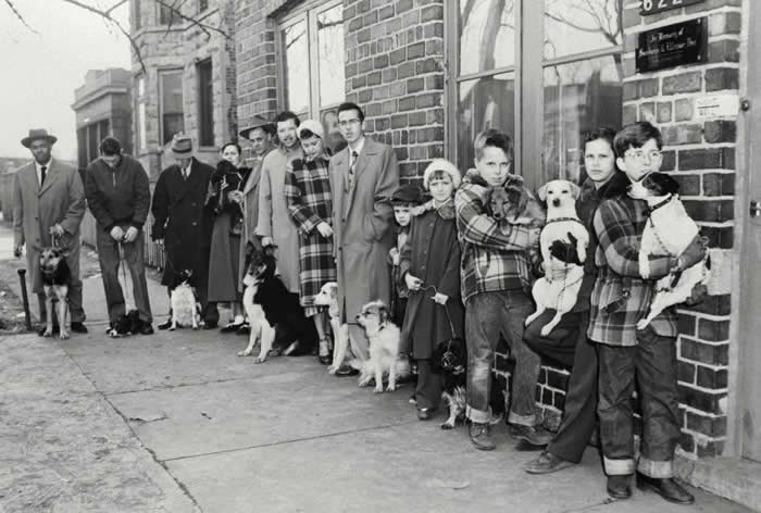In Chicago in 1954, owners lined up with their dogs in order to receive vaccines that had been ordered by the state in response to a rabies outbreak. Some 45,000 received shots