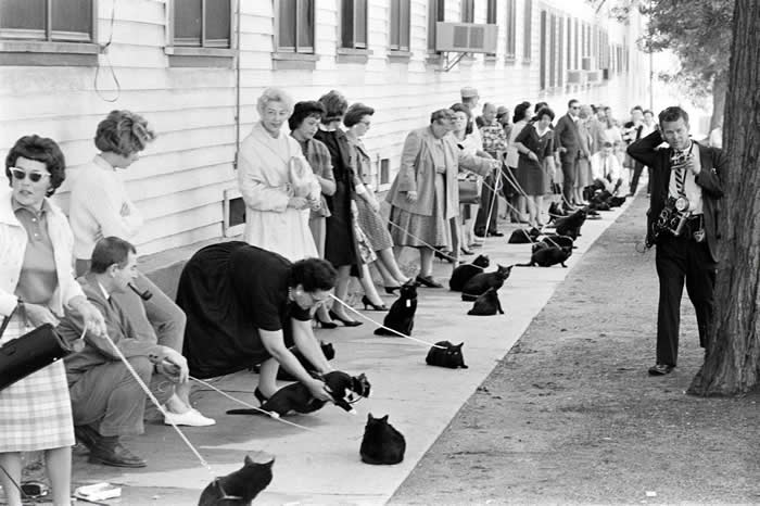 Searching the future feline star: The black cat audition in Hollywood, 1961.