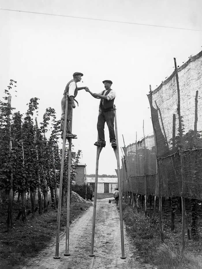 Hop pickers use stilts on a farm at Wateringbury in Kent. 1928