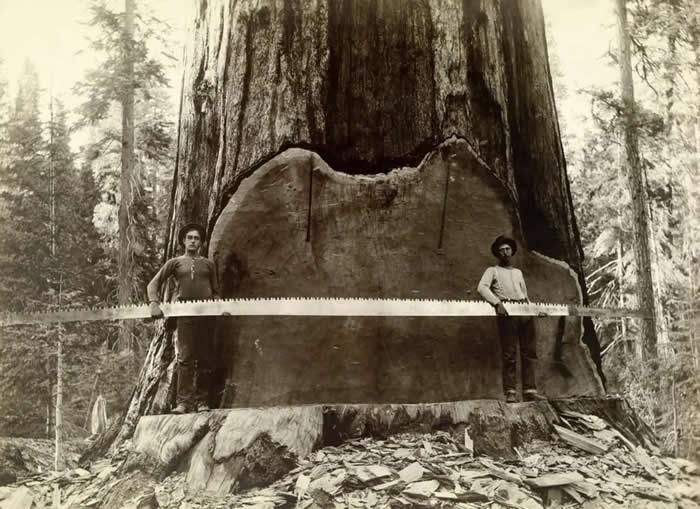 Loggers hold a cross-cut saw across a giant Sequoia tree&rsquo;s trunk in California. 1917