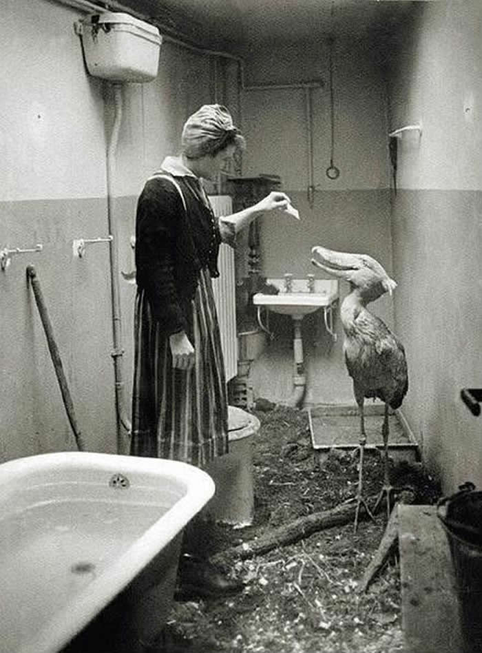 As Soviet troops approached Berlin in 1945, zoo keepers did their best to take care of Berlin Zoo's animals. This shoebill was temporarily housed in his keeper&rsquo;s home.