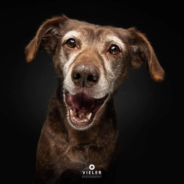 Celebrate a Lifetime of Love: 30 Heartwarming Senior Dog Photos by Christian Vieler 33 A heartwarming portrait of a happy senior brown dog with a gray muzzle, smiling warmly against a black background, beautifully capturing love, loyalty, and the gentle spirit of aging.