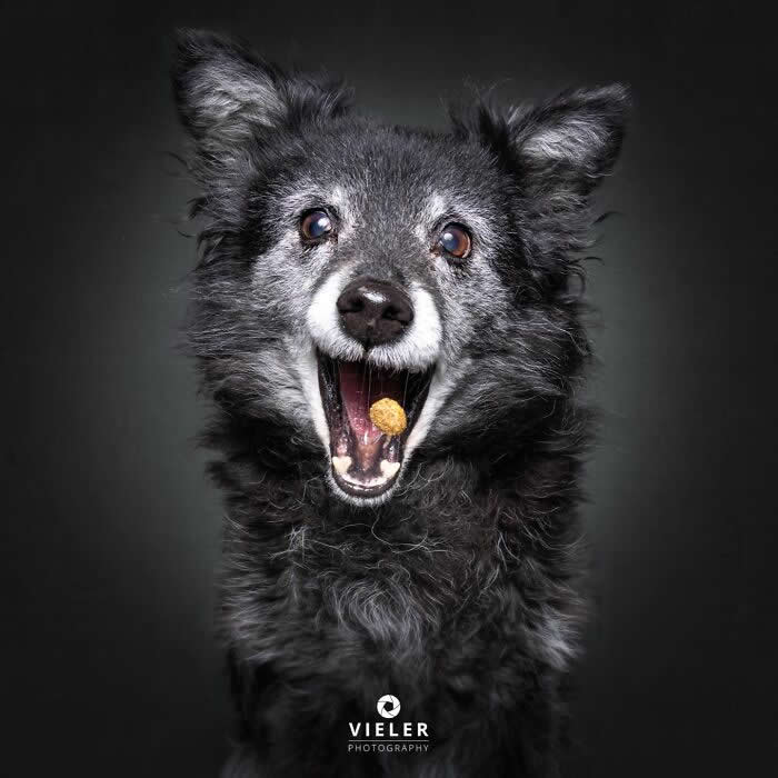Celebrate a Lifetime of Love: 30 Heartwarming Senior Dog Photos by Christian Vieler 34 A joyful portrait of a senior black dog with a gray muzzle catching a treat against a dark background, capturing unconditional love, playful spirit, and the timeless bond between dogs and their humans.
