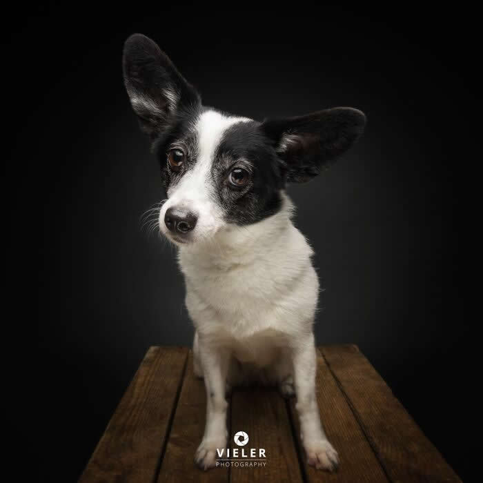 Celebrate a Lifetime of Love: 30 Heartwarming Senior Dog Photos by Christian Vieler 35 A touching portrait of a senior black-and-white dog with expressive eyes and large ears sitting on a wooden table against a black background, showcasing unconditional love, loyalty, and gentle affection.
