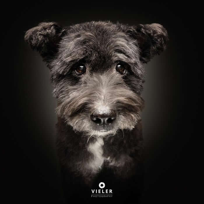 Celebrate a Lifetime of Love: 30 Heartwarming Senior Dog Photos by Christian Vieler 36 A soulful portrait of a senior gray-and-black dog with kind, expressive eyes against a dark background, beautifully capturing unconditional love, loyalty, gentle affection, and the timeless bond between dogs and their families.