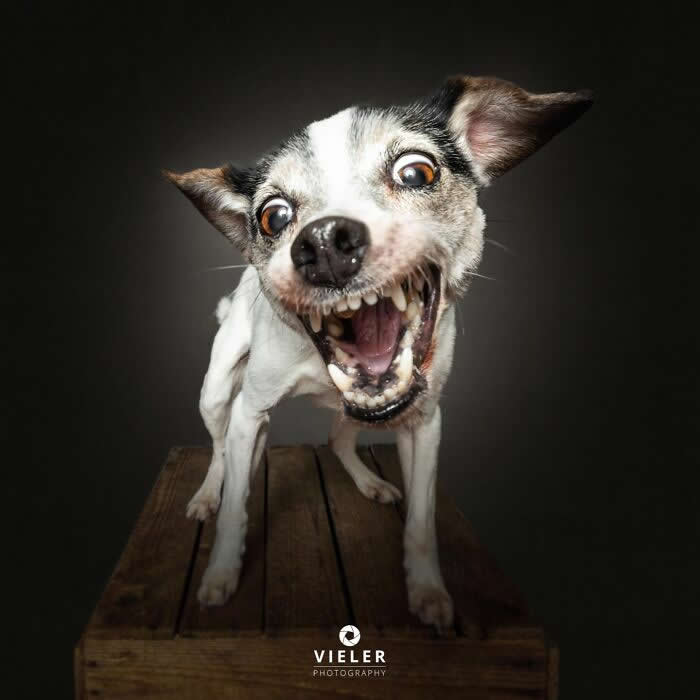 Celebrate a Lifetime of Love: 30 Heartwarming Senior Dog Photos by Christian Vieler 37 A playful portrait of a happy senior white-and-brown dog with an excited expression standing on a wooden table against a dark background, capturing unconditional love, joyful affection, and the playful spirit of an aging companion.