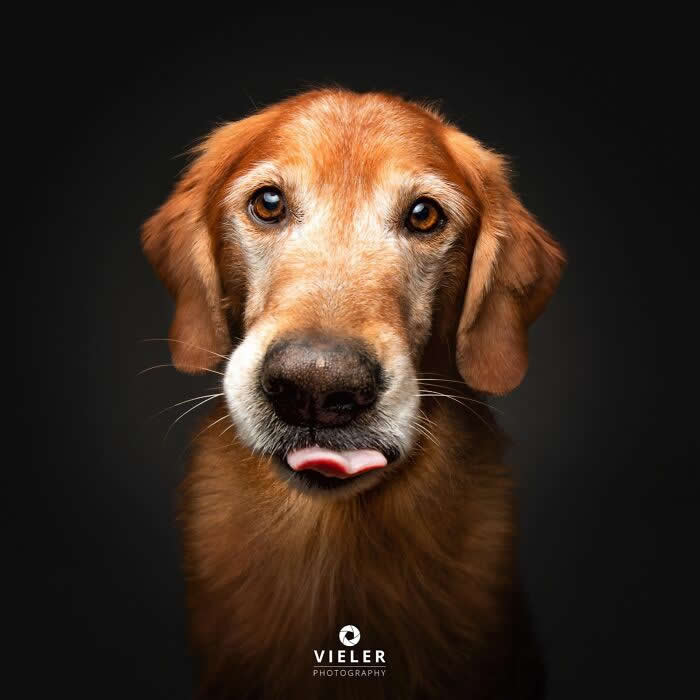 Celebrate a Lifetime of Love: 30 Heartwarming Senior Dog Photos by Christian Vieler 38 A heartwarming portrait of a senior Golden Retriever with soulful brown eyes and a playful tongue peeking out against a dark background, celebrating unconditional love, gentle affection, and the timeless bond between dogs and their families.