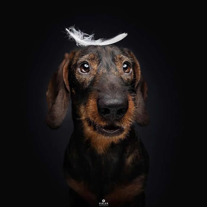 Celebrate a Lifetime of Love: 30 Heartwarming Senior Dog Photos by Christian Vieler 39 A charming portrait of a senior wire-haired dachshund with a white feather resting on its head against a black background, capturing gentle affection, playful personality, unconditional love, and the timeless bond between dogs and their families.