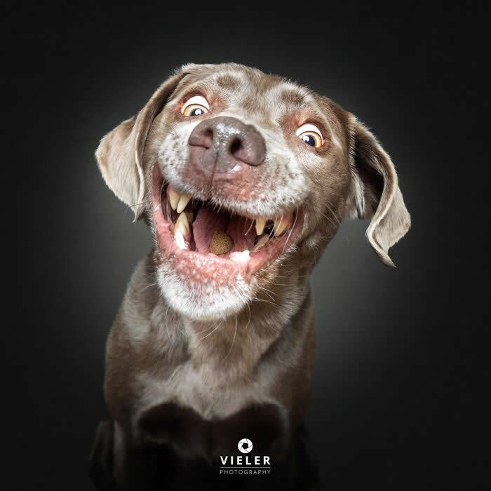 Celebrate a Lifetime of Love: 30 Heartwarming Senior Dog Photos by Christian Vieler 40 A joyful portrait of a senior gray Labrador-type dog with a wide, happy smile and bright eyes against a dark background, capturing unconditional love, playful affection, loyalty, and the lasting bond between dogs and their families.
