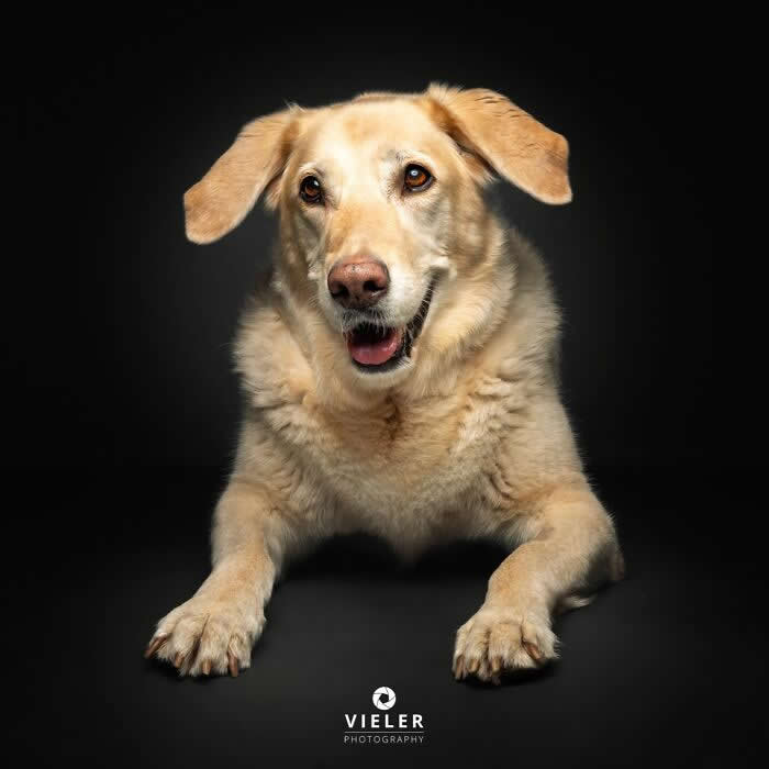 Celebrate a Lifetime of Love: 30 Heartwarming Senior Dog Photos by Christian Vieler 41 A heartwarming portrait of a senior yellow Labrador lying comfortably against a black background, with kind eyes and a gentle smile that beautifully capture unconditional love, loyalty, affection, and the enduring bond between dogs and their families.