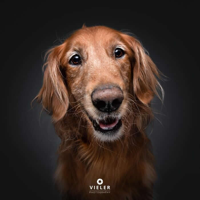 Celebrate a Lifetime of Love: 30 Heartwarming Senior Dog Photos by Christian Vieler 42 A heartwarming portrait of a senior Golden Retriever with soft brown eyes and a gentle smile against a dark background, beautifully expressing unconditional love, loyalty, affection, and the timeless bond shared between dogs and their families.