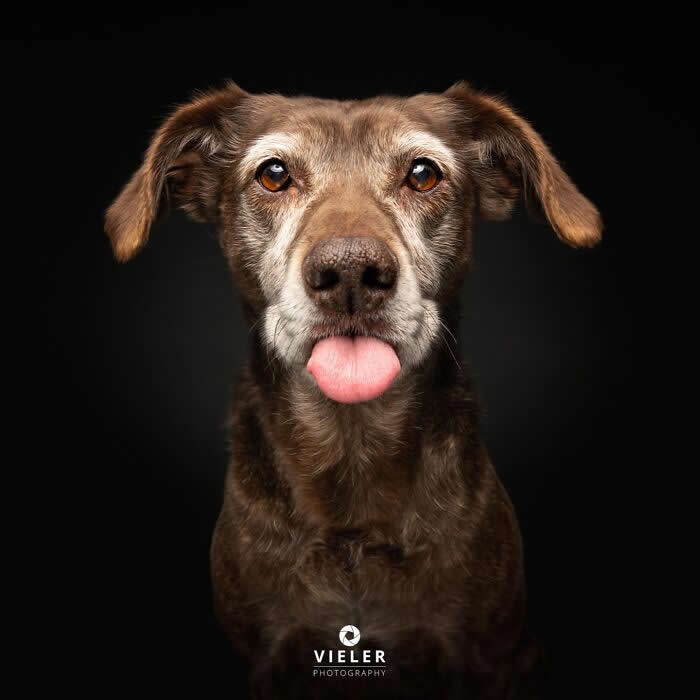 Celebrate a Lifetime of Love: 30 Heartwarming Senior Dog Photos by Christian Vieler 43 A delightful portrait of a senior brown dog with soulful amber eyes and its tongue playfully sticking out against a black background, capturing unconditional love, joyful affection, loyalty, and the charming personality of an aging companion.