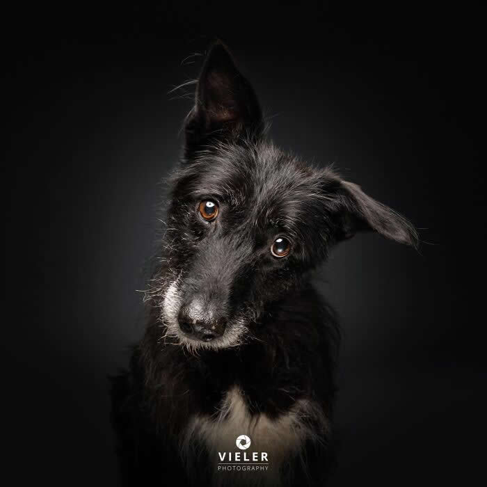 Celebrate a Lifetime of Love: 30 Heartwarming Senior Dog Photos by Christian Vieler 44 A touching portrait of a senior black dog with expressive amber eyes and a charming head tilt against a dark background, beautifully capturing unconditional love, gentle affection, loyalty, and the special bond shared between dogs and their families.