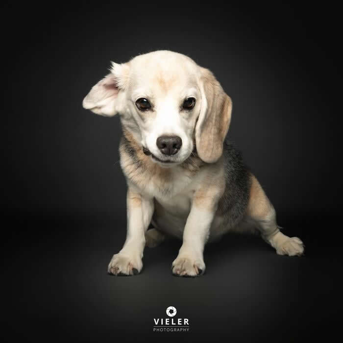 Celebrate a Lifetime of Love: 30 Heartwarming Senior Dog Photos by Christian Vieler 45 A heartwarming portrait of a senior Beagle mix with soft, soulful eyes and one floppy ear against a dark background, beautifully capturing unconditional love, gentle affection, loyalty, and the enduring bond between dogs and their families.
