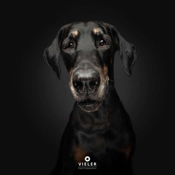 Celebrate a Lifetime of Love: 30 Heartwarming Senior Dog Photos by Christian Vieler 46 A striking portrait of a senior black Doberman with soulful eyes and a dignified expression against a dark background, beautifully capturing unconditional love, unwavering loyalty, gentle affection, and the timeless bond between dogs and their families.