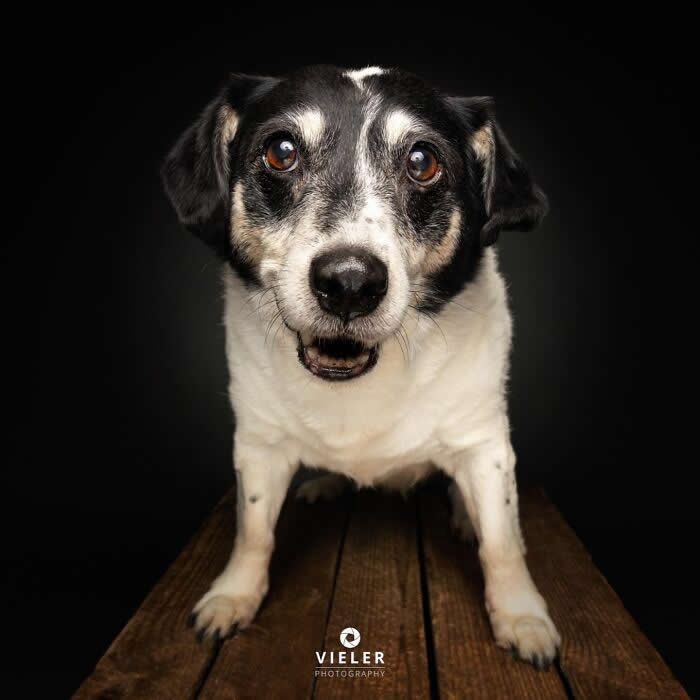 Celebrate a Lifetime of Love: 30 Heartwarming Senior Dog Photos by Christian Vieler 47 A heartwarming portrait of a senior black-and-white dog standing on a wooden table with bright, expressive eyes and a cheerful smile against a dark background, capturing unconditional love, loyal companionship, gentle affection, and the timeless bond between dogs and their families.