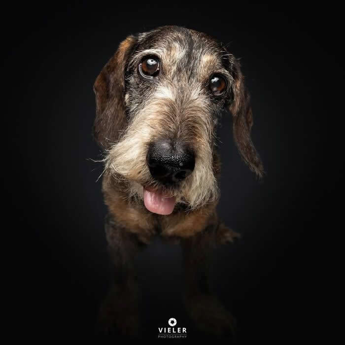 Celebrate a Lifetime of Love: 30 Heartwarming Senior Dog Photos by Christian Vieler 48 A heartwarming portrait of a senior wire-haired dachshund with soulful eyes and its tongue playfully sticking out against a dark background, capturing unconditional love, loyal companionship, gentle affection, and the timeless charm of an aging dog.