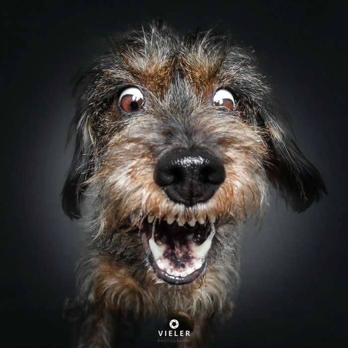 Celebrate a Lifetime of Love: 30 Heartwarming Senior Dog Photos by Christian Vieler 49 A joyful portrait of a senior wire-haired dachshund with wide, expressive eyes and an excited smile against a dark background, capturing unconditional love, playful affection, loyal companionship, and the cheerful personality of an aging dog.