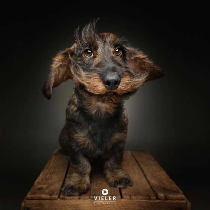 Celebrate a Lifetime of Love: 30 Heartwarming Senior Dog Photos by Christian Vieler 50 A heartwarming portrait of a senior wire-haired dachshund with windswept ears and gentle amber eyes sitting on a wooden table against a dark background, beautifully capturing unconditional love, loyal companionship, playful affection, and the timeless charm of an aging dog.