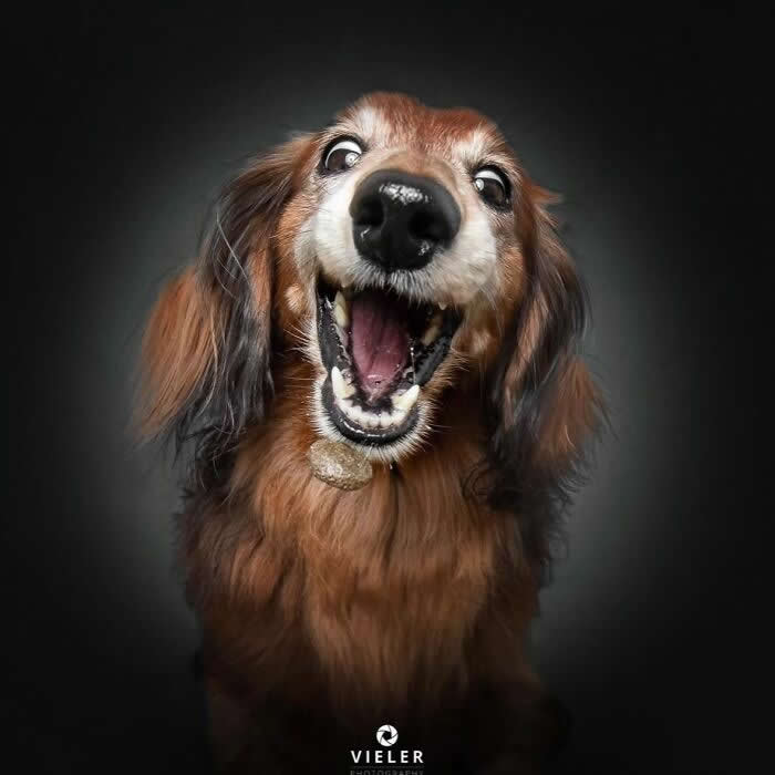 Celebrate a Lifetime of Love: 30 Heartwarming Senior Dog Photos by Christian Vieler 51 A heartwarming portrait of a senior long-haired dachshund with an exuberant smile and bright, expressive eyes against a dark background, capturing unconditional love, joyful affection, loyal companionship, and the timeless happiness shared between dogs and their families.
