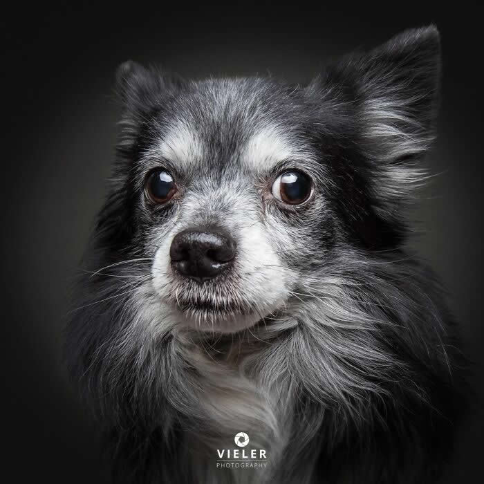 Celebrate a Lifetime of Love: 30 Heartwarming Senior Dog Photos by Christian Vieler 52 A heartwarming portrait of a senior long-haired Chihuahua with soft gray fur and large, soulful eyes against a dark background, beautifully capturing unconditional love, gentle affection, loyal companionship, and the timeless bond between dogs and their families.