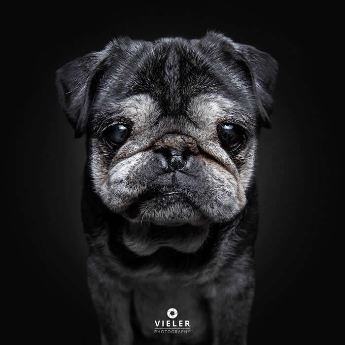 Celebrate a Lifetime of Love: 30 Heartwarming Senior Dog Photos by Christian Vieler 53 A heartwarming portrait of a senior black Pug with a gray muzzle and soulful eyes against a dark background, beautifully capturing unconditional love, gentle affection, loyal companionship, and the timeless bond between aging dogs and their families.