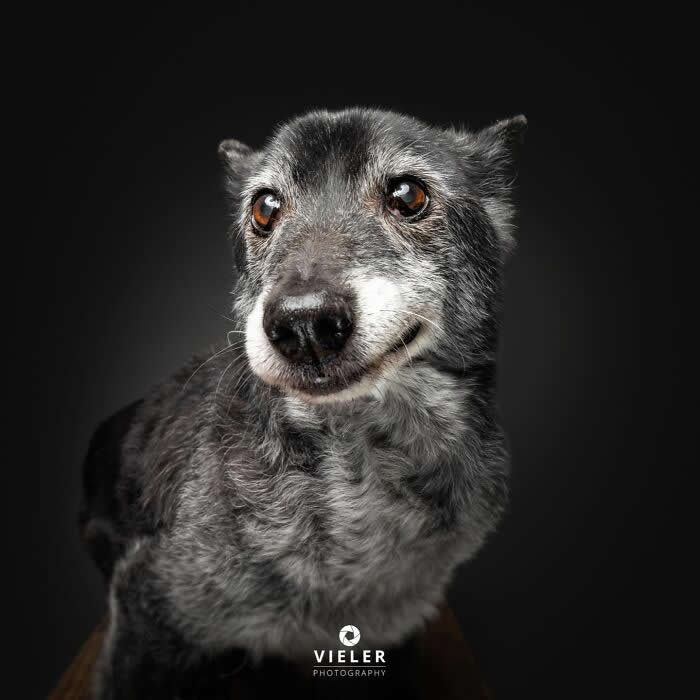 Celebrate a Lifetime of Love: 30 Heartwarming Senior Dog Photos by Christian Vieler 54 A heartwarming portrait of a senior gray mixed-breed dog with warm, soulful eyes and a gentle smile against a dark background, beautifully capturing unconditional love, loyal companionship, quiet affection, and the timeless bond between aging dogs and their families.