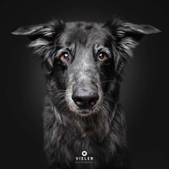 Celebrate a Lifetime of Love: 30 Heartwarming Senior Dog Photos by Christian Vieler 55 A soulful portrait of a senior black Border Collie mix with warm amber eyes and soft gray fur around the muzzle against a dark background, beautifully capturing unconditional love, unwavering loyalty, gentle affection, and the timeless bond between dogs and their families.