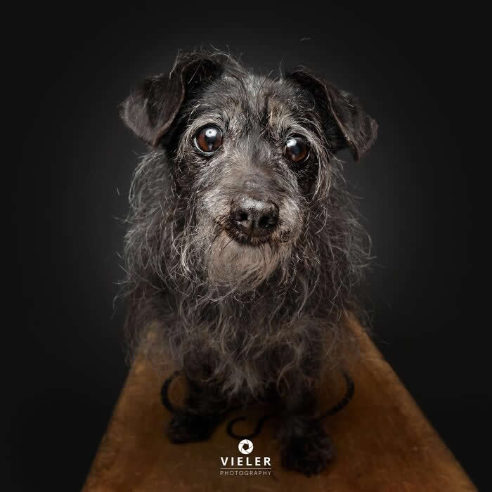 Celebrate a Lifetime of Love: 30 Heartwarming Senior Dog Photos by Christian Vieler 56 A heartwarming portrait of a senior scruffy gray terrier mix with large, soulful eyes sitting on a wooden table against a dark background, beautifully capturing unconditional love, gentle affection, loyal companionship, and the timeless bond between aging dogs and their families.