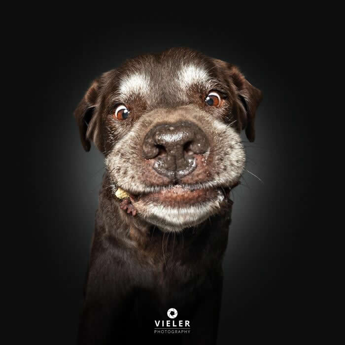 Celebrate a Lifetime of Love: 30 Heartwarming Senior Dog Photos by Christian Vieler 57 A joyful portrait of a senior chocolate-brown dog with a wide, goofy smile and expressive amber eyes against a dark background, beautifully capturing unconditional love, playful affection, loyal companionship, and the timeless bond between aging dogs and their families.