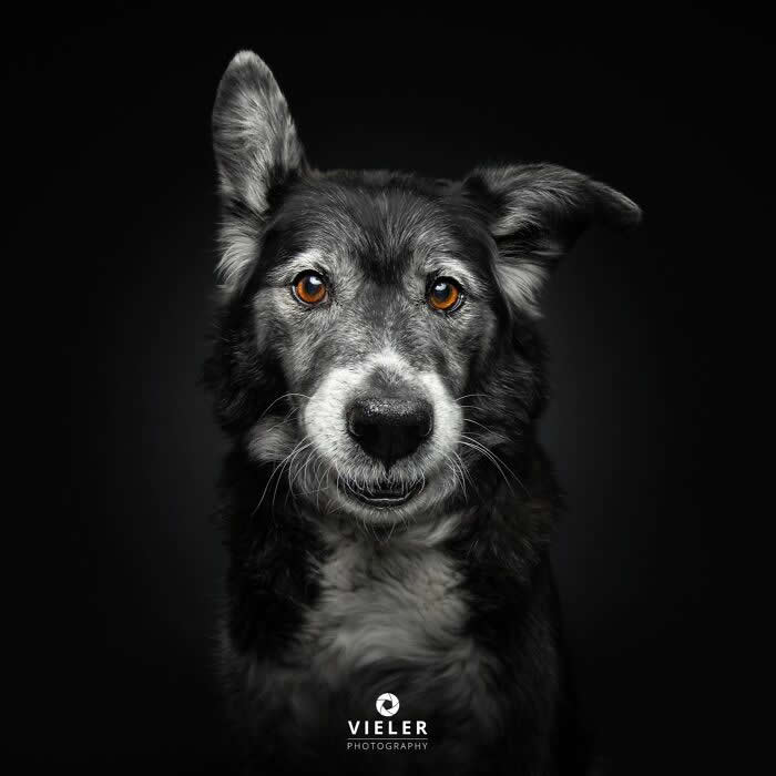 Celebrate a Lifetime of Love: 30 Heartwarming Senior Dog Photos by Christian Vieler 58 A heartwarming portrait of a senior black-and-white Border Collie mix with one ear raised and warm amber eyes against a dark background, beautifully capturing unconditional love, loyal companionship, gentle affection, and the timeless bond between aging dogs and their families.