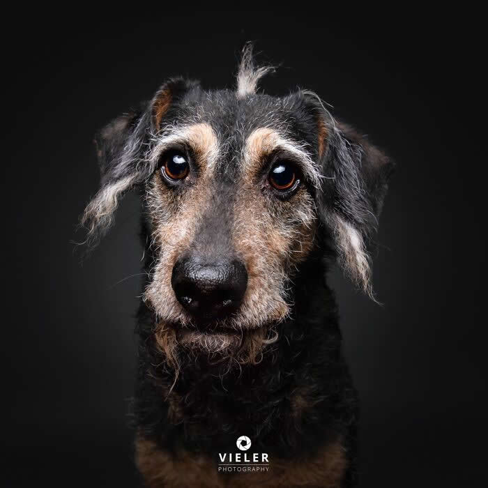 Celebrate a Lifetime of Love: 30 Heartwarming Senior Dog Photos by Christian Vieler 59 A heartwarming portrait of a senior wire-haired terrier with soulful brown eyes, a gray muzzle, and wispy fur against a dark background, beautifully capturing unconditional love, gentle affection, loyal companionship, and the timeless bond between aging dogs and their families.