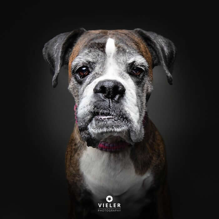Celebrate a Lifetime of Love: 30 Heartwarming Senior Dog Photos by Christian Vieler 60 A heartwarming portrait of a senior Boxer with a gray muzzle, soulful brown eyes, and a calm expression against a dark background, beautifully capturing unconditional love, loyal companionship, gentle affection, and the timeless bond between aging dogs and their families.