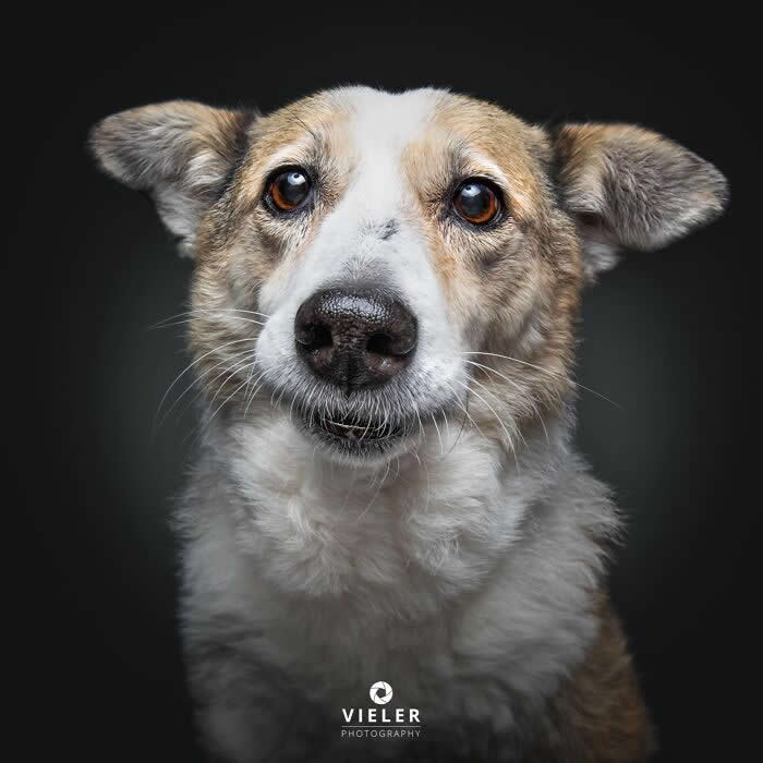Celebrate a Lifetime of Love: 30 Heartwarming Senior Dog Photos by Christian Vieler 61 A heartwarming portrait of a senior tan-and-white mixed-breed dog with warm, soulful brown eyes and a calm expression against a dark background, beautifully capturing unconditional love, gentle affection, loyal companionship, and the timeless bond between aging dogs and their families.