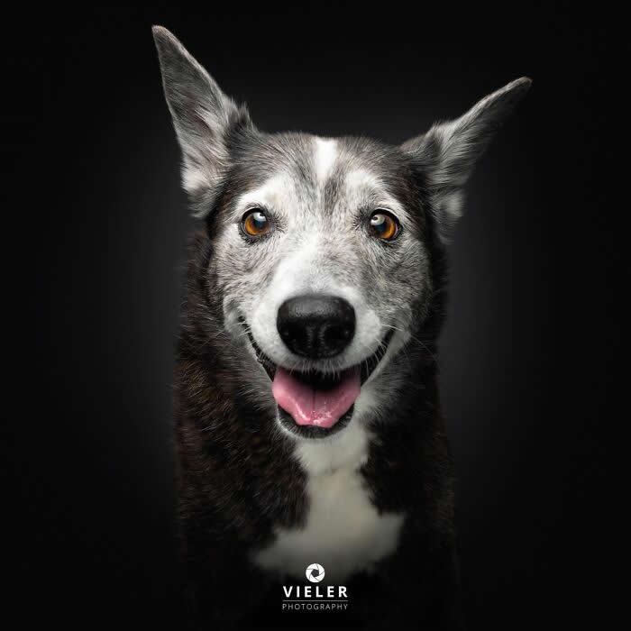 Celebrate a Lifetime of Love: 30 Heartwarming Senior Dog Photos by Christian Vieler 62 A heartwarming portrait of a senior black-and-white Border Collie mix with bright amber eyes, upright ears, and a joyful smile against a dark background, beautifully capturing unconditional love, loyal companionship, gentle affection, and the timeless bond between aging dogs and their families.