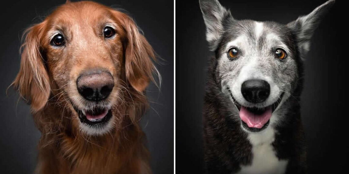 Celebrate a Lifetime of Love: 30 Heartwarming Senior Dog Photos by Christian Vieler 31 Heartwarming Senior Dog Photos by Christian Vieler