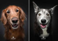 Celebrate a Lifetime of Love: 30 Heartwarming Senior Dog Photos by Christian Vieler 84 Heartwarming Senior Dog Photos by Christian Vieler