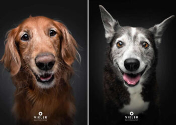 Celebrate a Lifetime of Love: 30 Heartwarming Senior Dog Photos by Christian Vieler 75 Heartwarming Senior Dog Photos by Christian Vieler