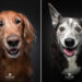 Celebrate a Lifetime of Love: 30 Heartwarming Senior Dog Photos by Christian Vieler 83 Heartwarming Senior Dog Photos by Christian Vieler