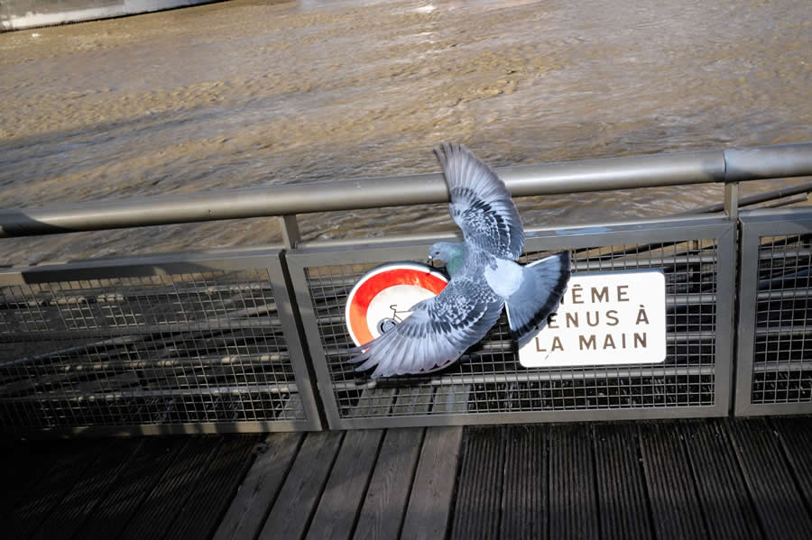 The Art of Perfect Timing: 34 Clever Street Photos by Emiliano Cuadrado That Turn Ordinary Scenes Into Visual Surprises 68 A pigeon in mid-flight spreads its wings above a riverside warning sign, perfectly framed against metal railings and flowing water in a dynamic street photography composition.