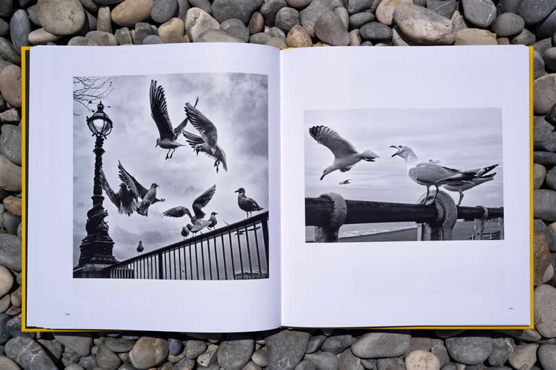 Street Safari Alan Schaller Street Photography Book