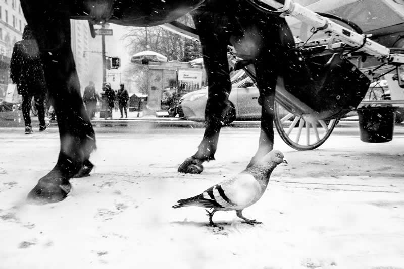 Street Safari Alan Schaller Street Photography Book