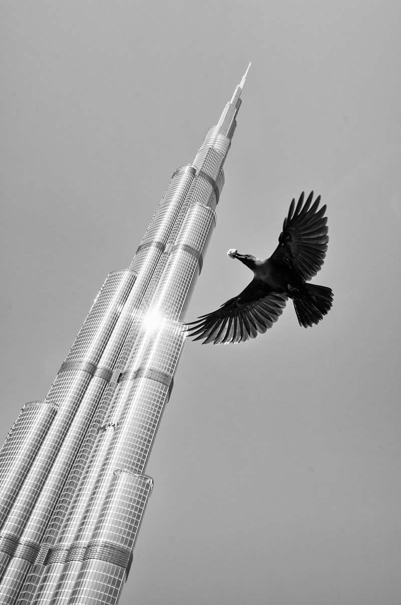 Street Safari Alan Schaller Street Photography Book