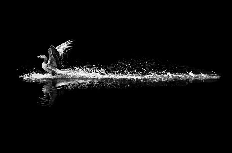 Street Safari Alan Schaller Street Photography Book